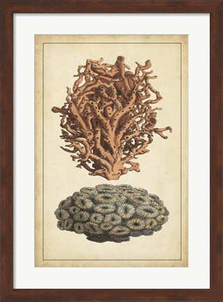Framed Coral Companion III Print
