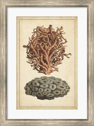 Framed Coral Companion III Print