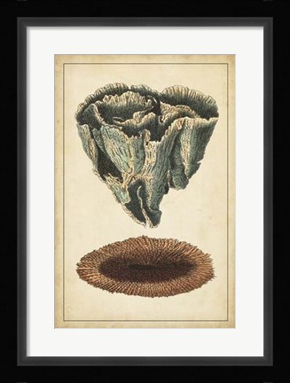 Framed Coral Companion IV Print