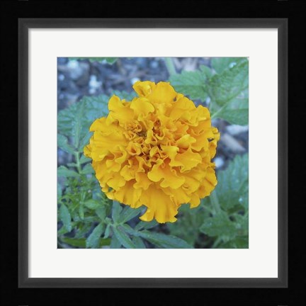 Framed Marigold IV Print