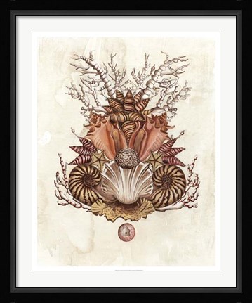 Framed Baroque Nautilus II Print
