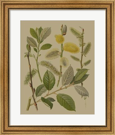 Framed Forest Foliage II Print