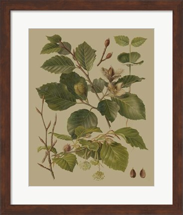 Framed Forest Foliage III Print
