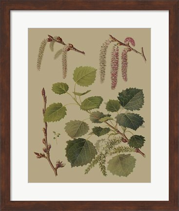 Framed Forest Foliage IV Print