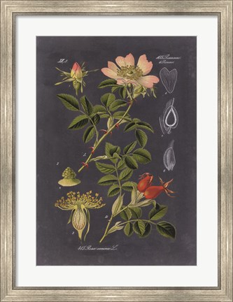 Framed Midnight Botanical I Print