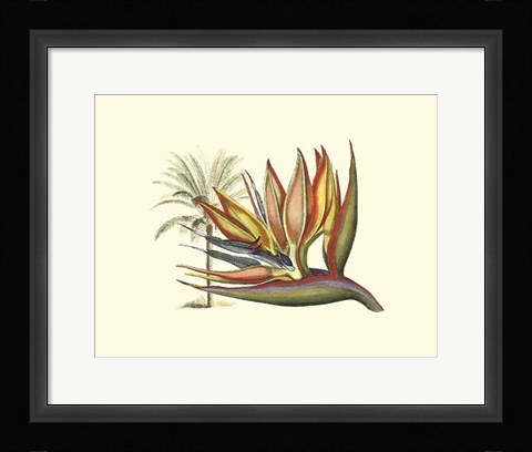 Framed Bird of Paradise I Print