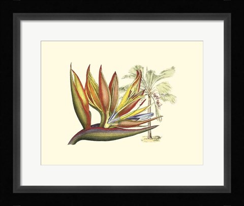 Framed Bird of Paradise II Print