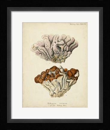 Framed Coral Collection II Print