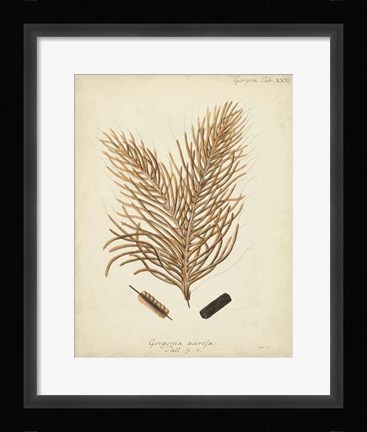 Framed Coral Collection III Print
