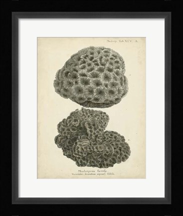 Framed Coral Collection V Print