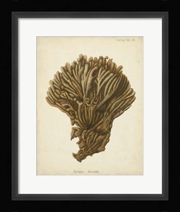 Framed Coral Collection VI Print