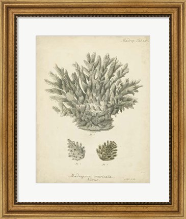 Framed Coral Collection VII Print