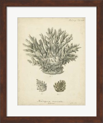 Framed Coral Collection VII Print