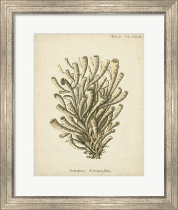 Framed Coral Collection IX Print