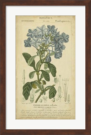 Framed Floral Botanica II Print