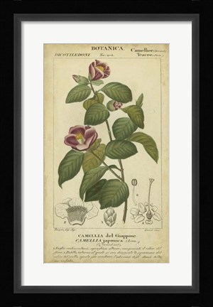 Framed Floral Botanica III Print