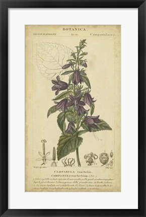 Framed Floral Botanica IV Print