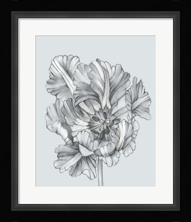 Framed Silvery Blue Tulips I Print