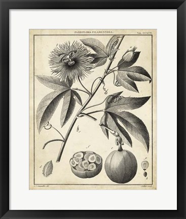 Framed Passiflora I Print