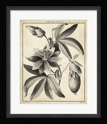 Framed Passiflora III Print