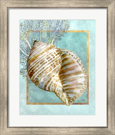 Framed Turban Shell and Coral Print