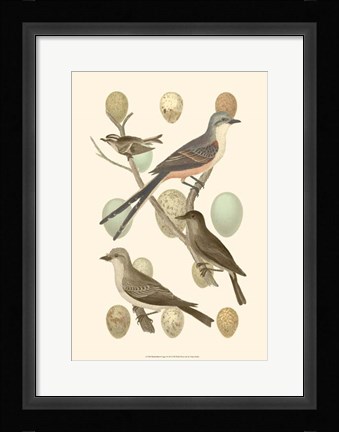 Framed British Birds and Eggs I Print