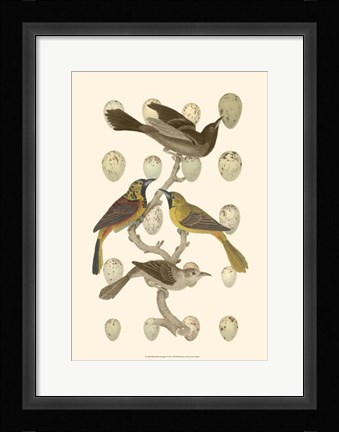 Framed British Birds and Eggs II Print