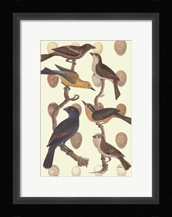 Framed British Birds and Eggs III Print
