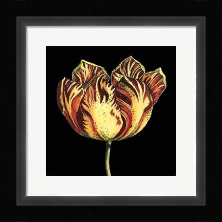 Framed Natural Beauty on Black IV Print