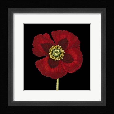 Framed Natural Beauty on Black VI Print