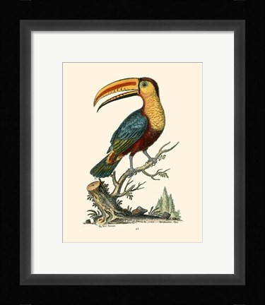 Framed Toco Toucan Print