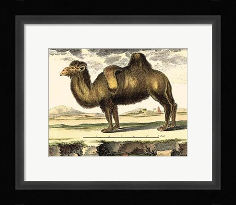 Framed Camel Print