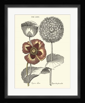 Framed Tinted Floral II Print