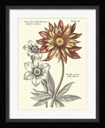 Framed Tinted Floral III Print