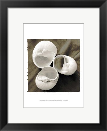 Framed Equalized Shell Trio I Print