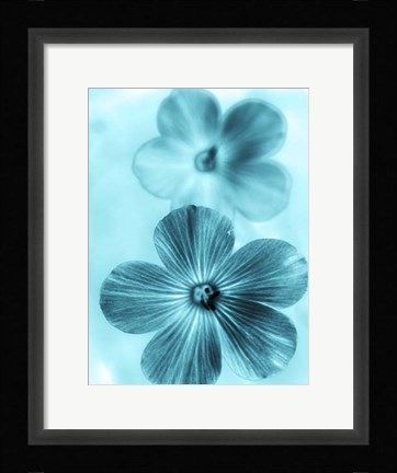 Framed Forget Me Not Blue I Print