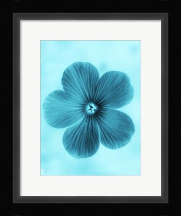 Framed Forget Me Not Blue II Print