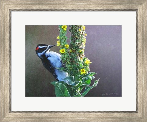 Framed Woodpecker Mullen Print