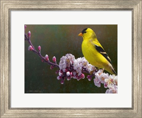 Framed Goldfinch Flowers Print