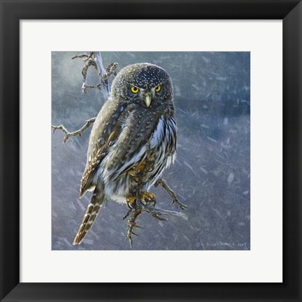 Framed Owl in Winter II Print