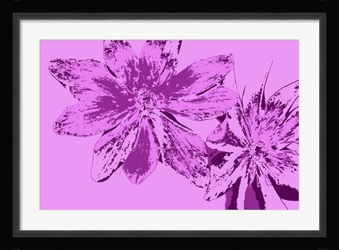 Framed Pink Anemone Print