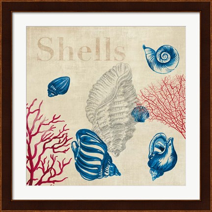 Framed Shell Study Print