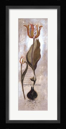 Framed Tulipa Violoncello V Print