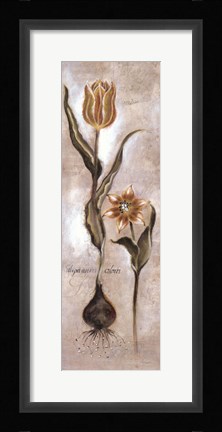 Framed Tulipa Violoncello VI Print