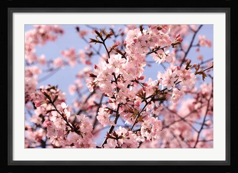 Framed Blossom Haze Print