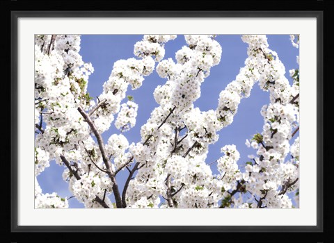 Framed Blossom Sky Print
