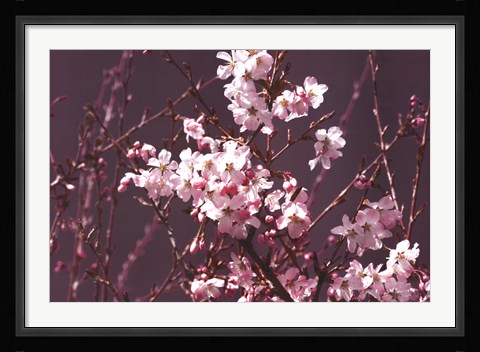 Framed Spring Blossom - Purple Print