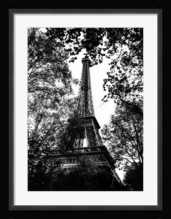 Framed Paris Trees Print
