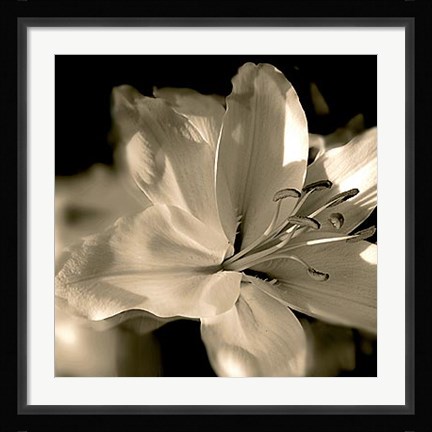 Framed Lily Glow II Print