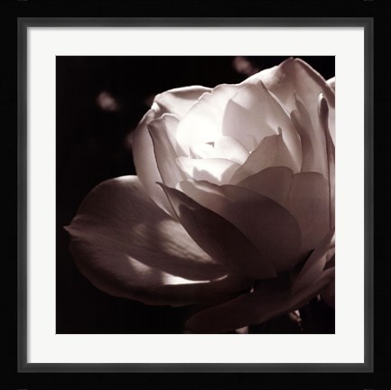 Framed White Rose II Print